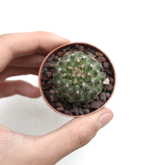 Copiapoa serpentisulcata CRT9