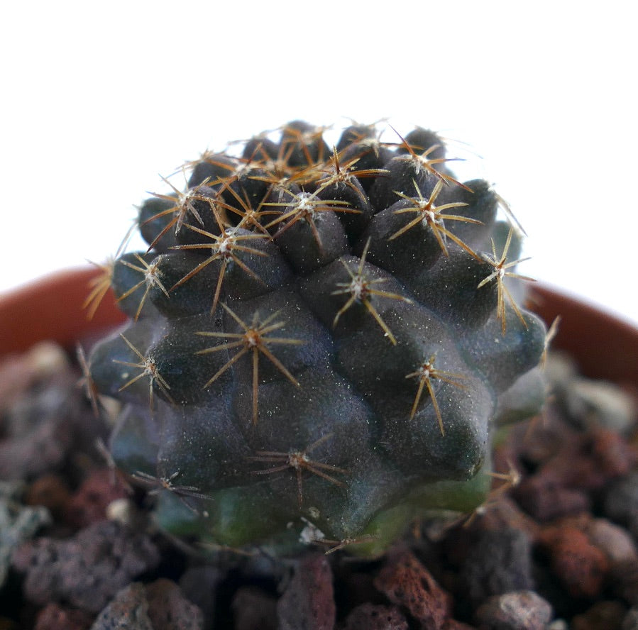 Copiapoa serpentisulcata 4FK