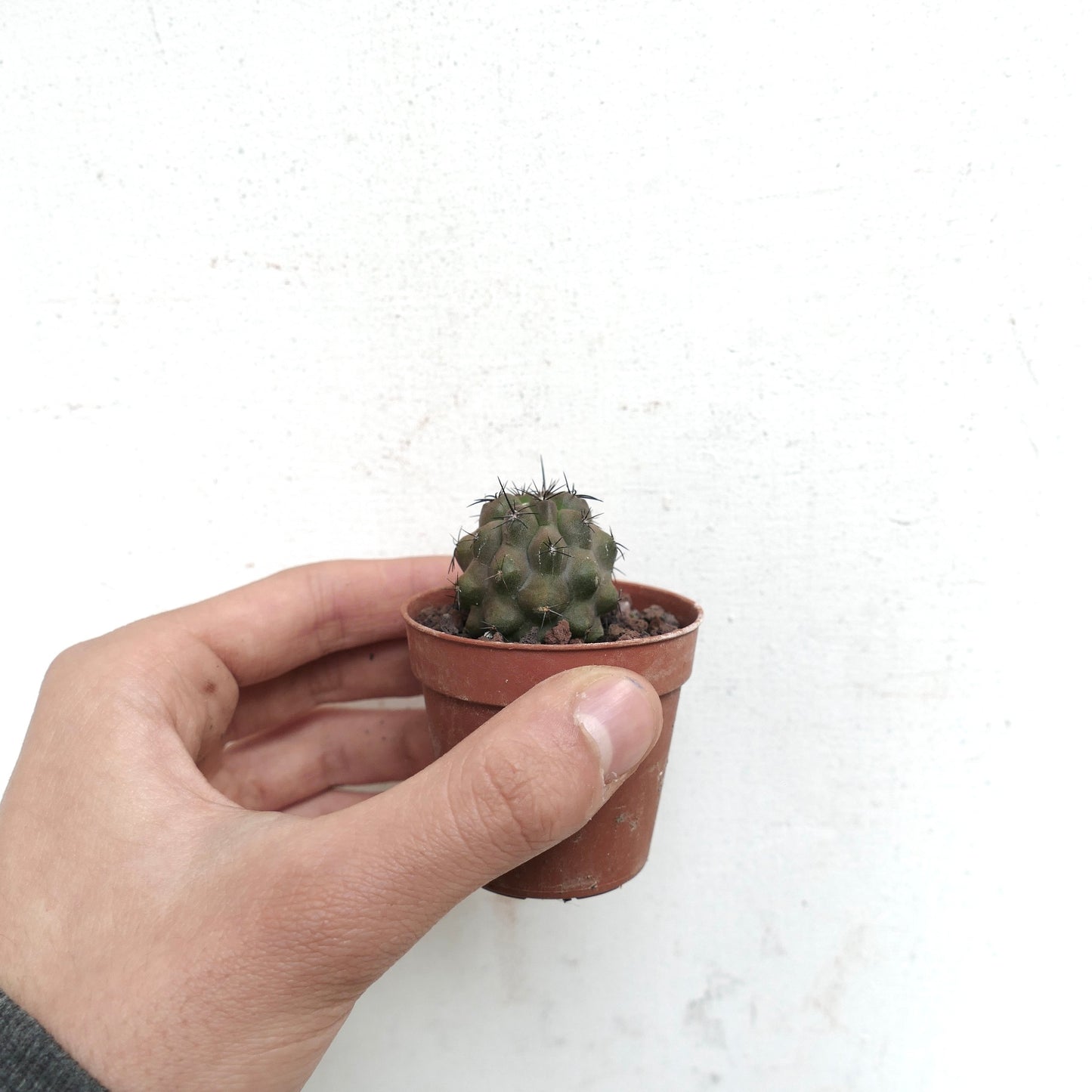 Copiapoa cinerea X humilis BIS610