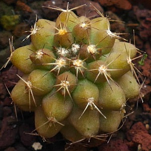 Copiapoa goldii AE2