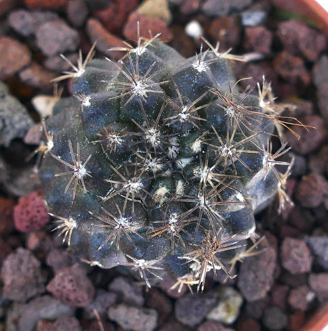 Copiapoa desertorum X humilis V71