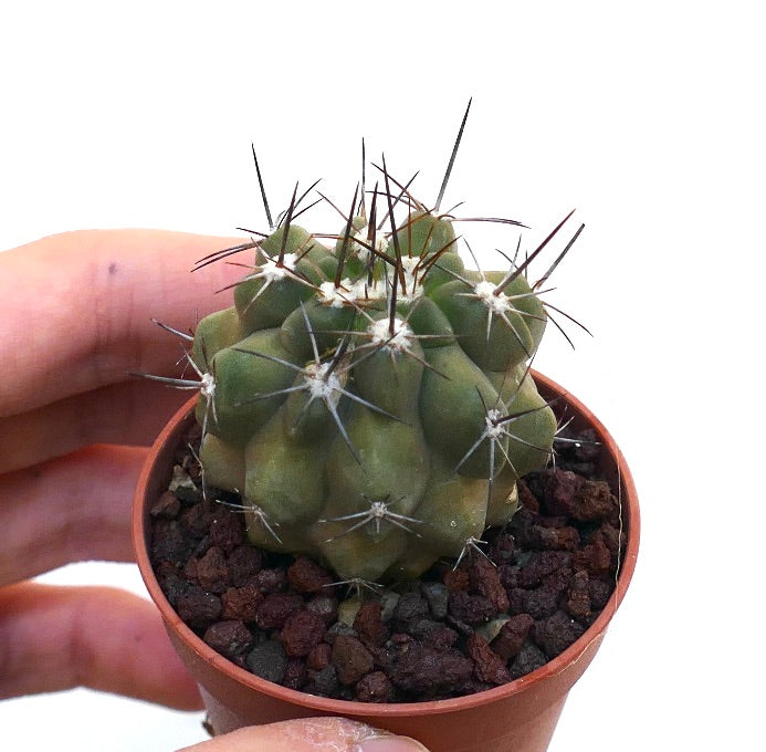 Copiapoa fiedleriana A91