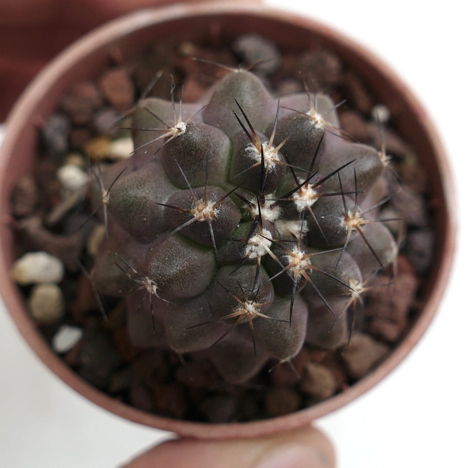 Copiapoa cinerea BROWN SPINES x griseoviolacea 7A5