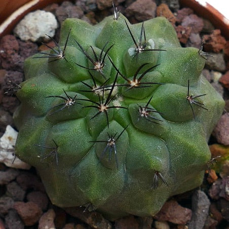 Copiapoa hypogaea X cinerea L1