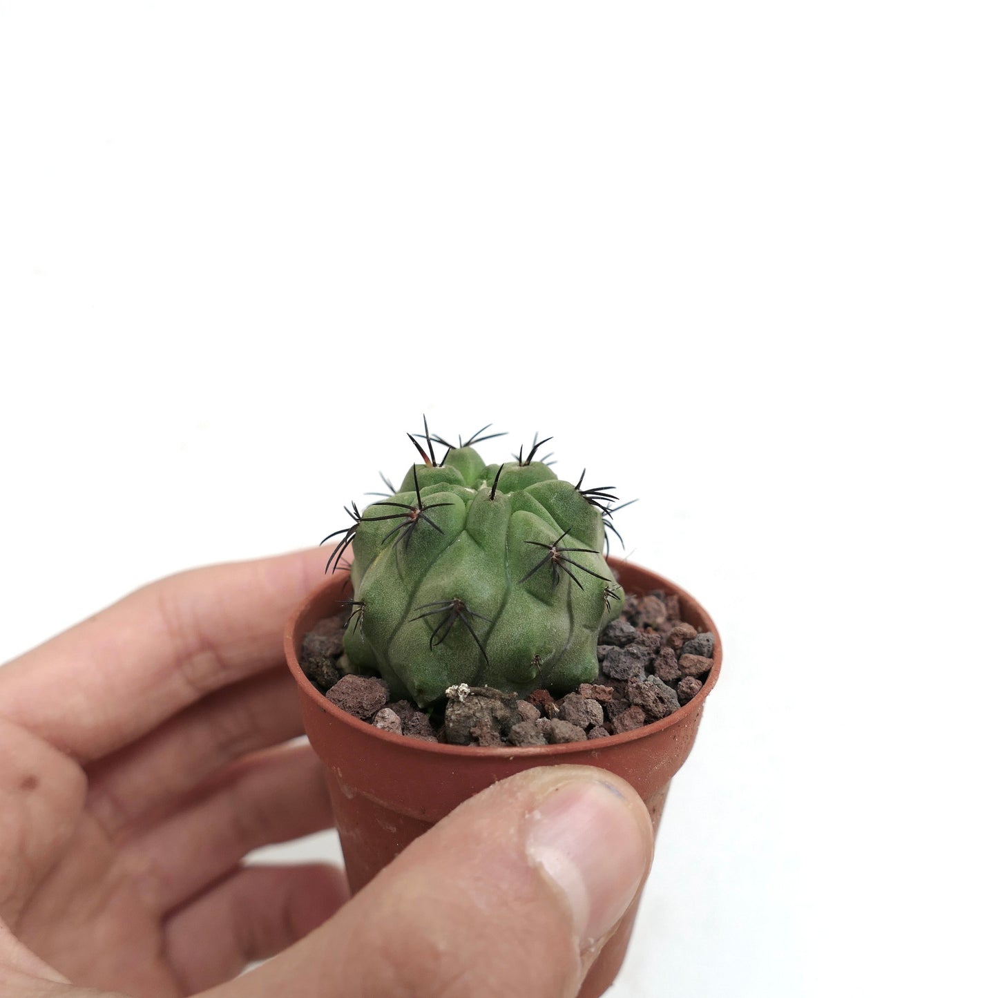 Copiapoa cinerea GREEN x hypogaea C84