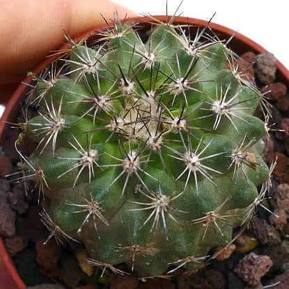 Copiapoa oliviana X serpentisulcata 8N