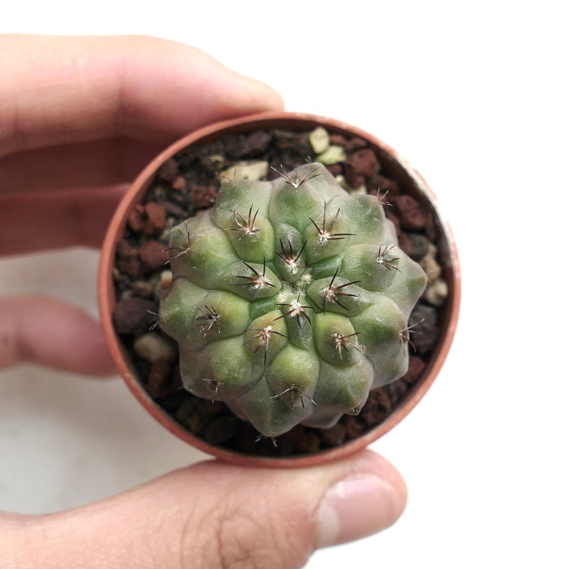 Copiapoa cinerea X serpentisulcata CL2