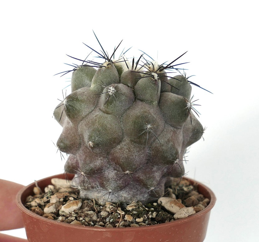 Copiapoa cinerea GREY X cupreata T4