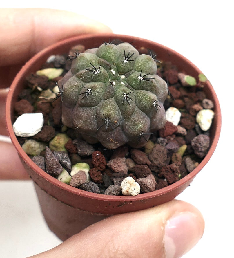 Copiapoa cinerea X hypogaea D9