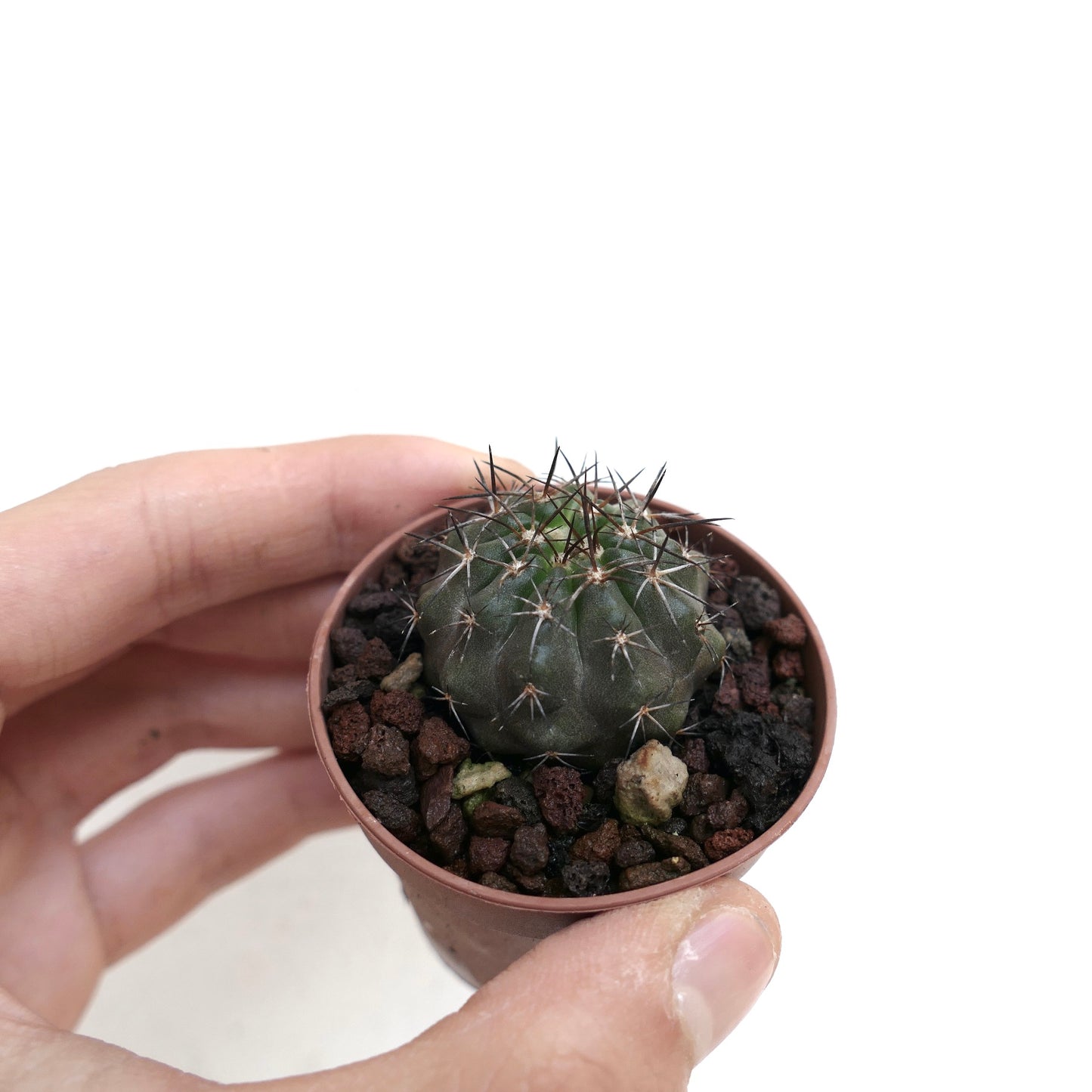 Copiapoa rupestris II7