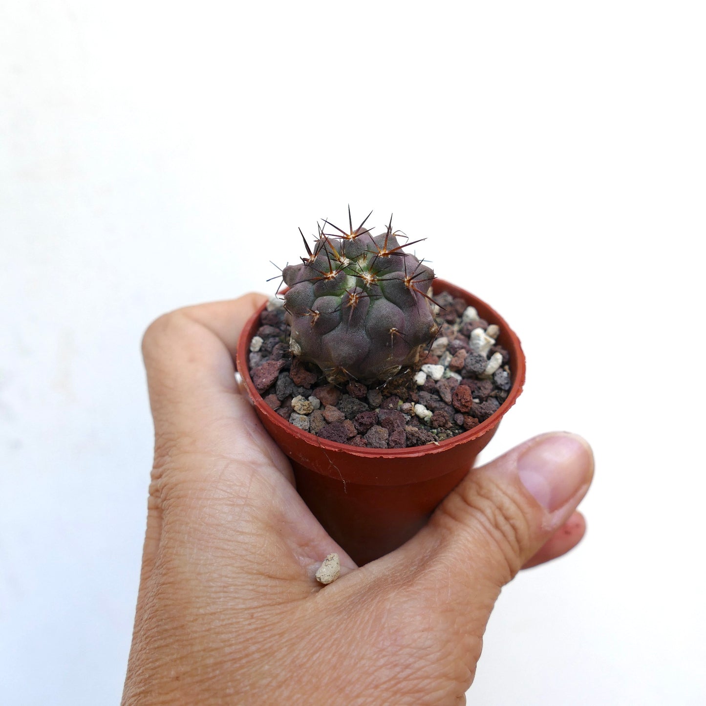 Copiapoa columna-alba X griseoviolacea PL460