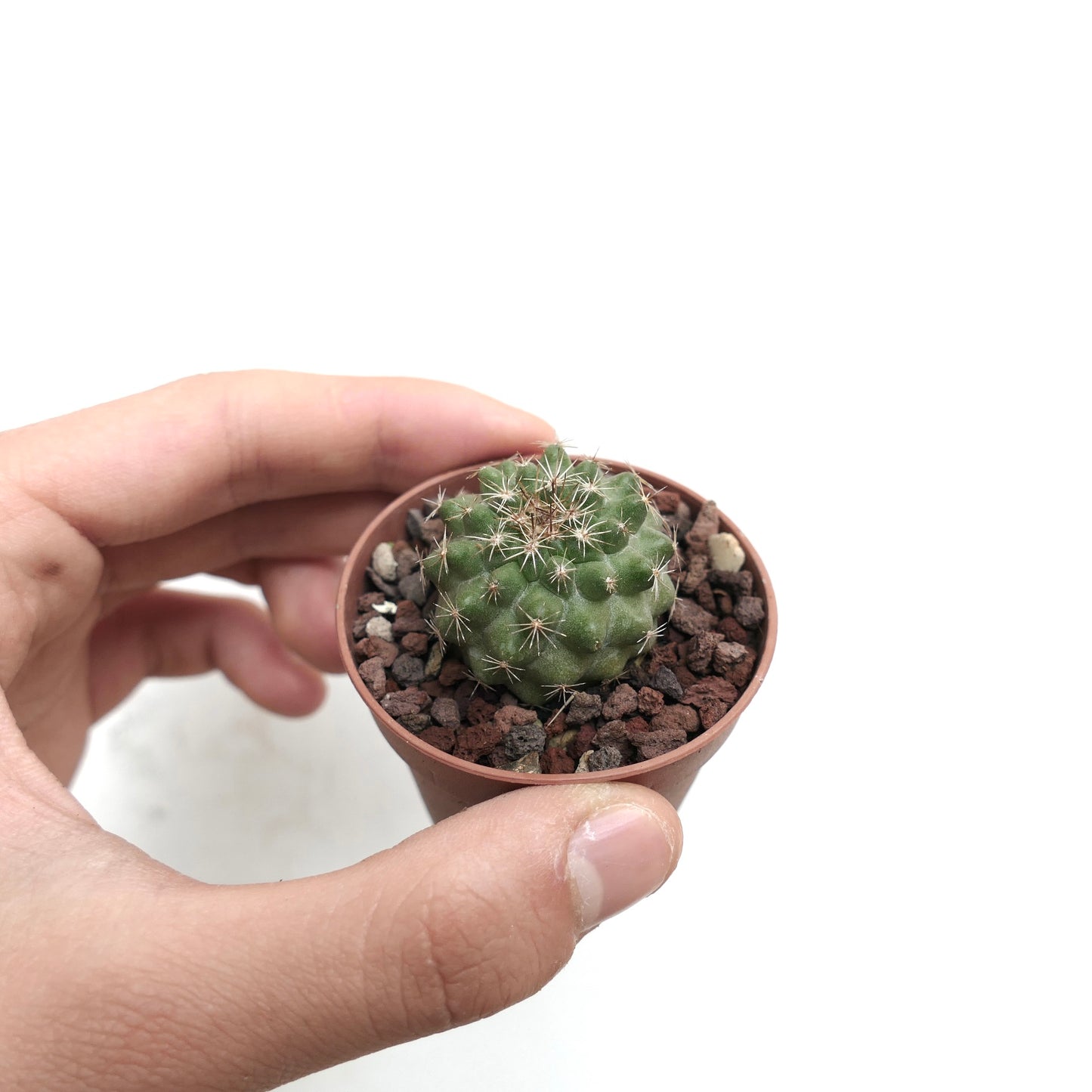 Copiapoa serpentisulcata S33