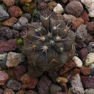 Copiapoa cinerea X atacamensis D2U1