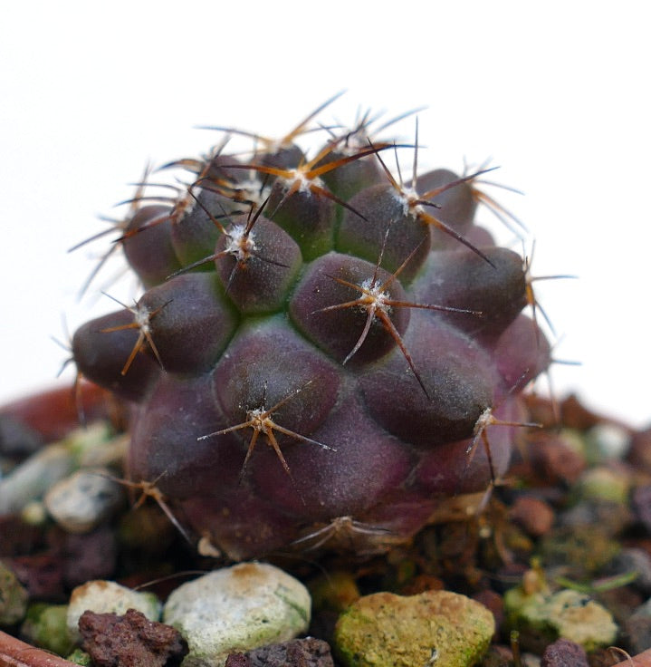 Copiapoa goldii X griseoviolacea MA130