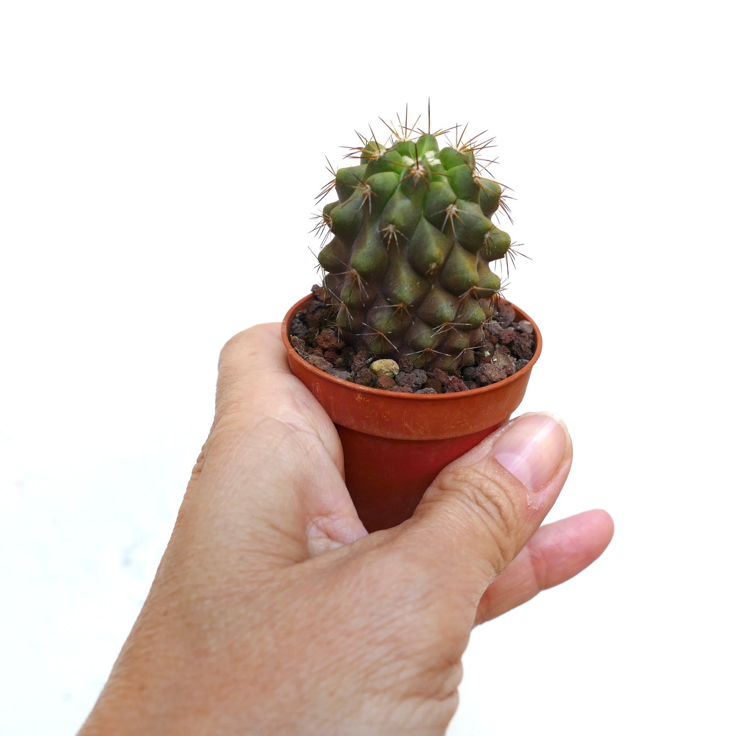 Copiapoa cinerea FORM KIKKO X serpentisulcata 3