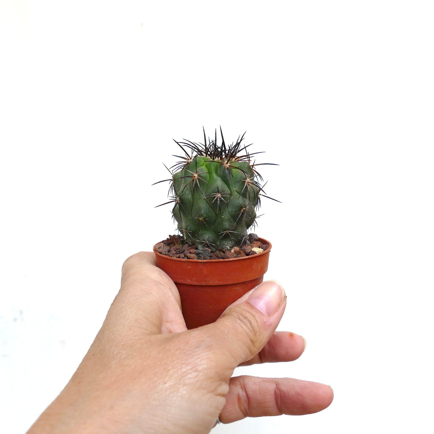 Copiapoa atacamensis X cinerea 431