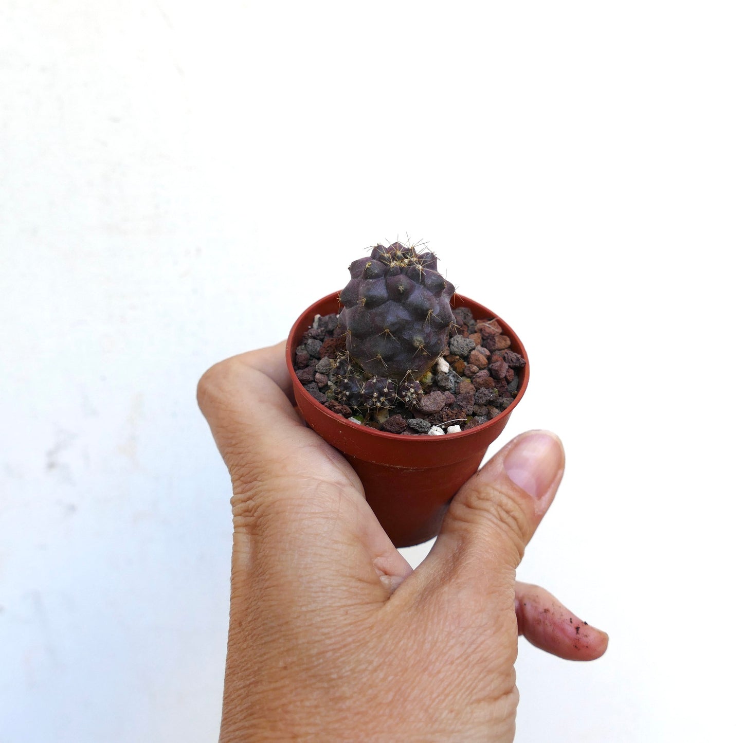 Copiapoa humilis X griseoviolacea CC15