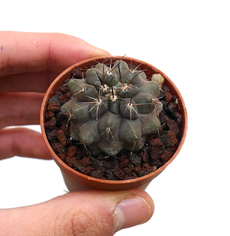 Copiapoa cinerea X desertum AT