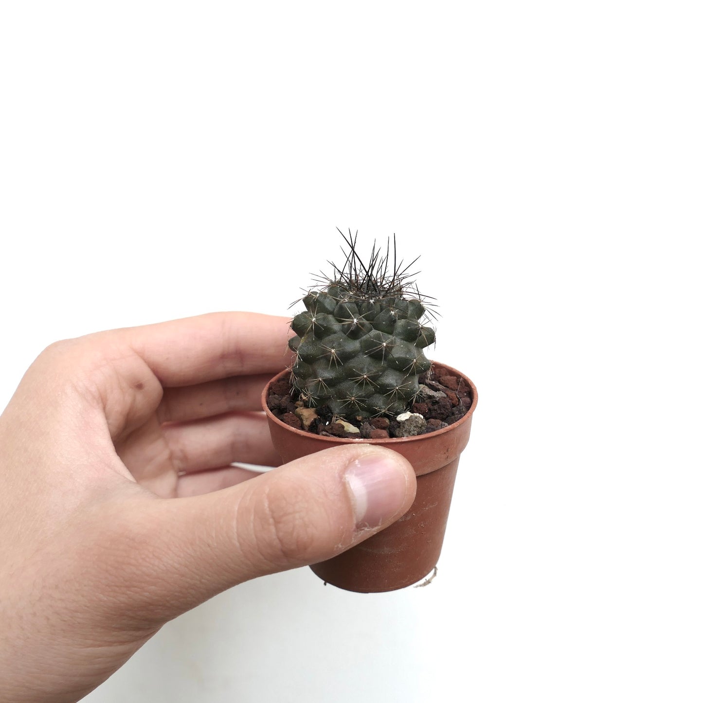 Copiapoa atacamensis X humilis 27CPP