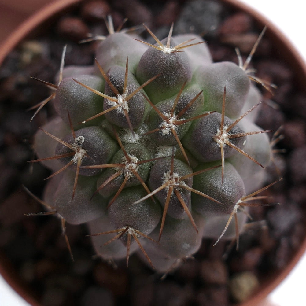 Copiapoa columna-alba X cinerea 70K