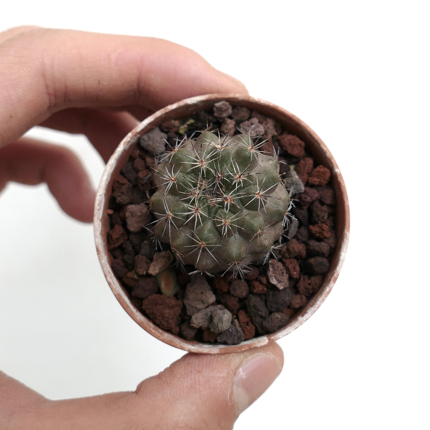 Copiapoa serpentisulcata X humilis AG4