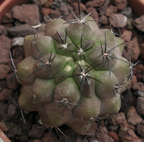 Copiapoa cinerea X humilis BIS610