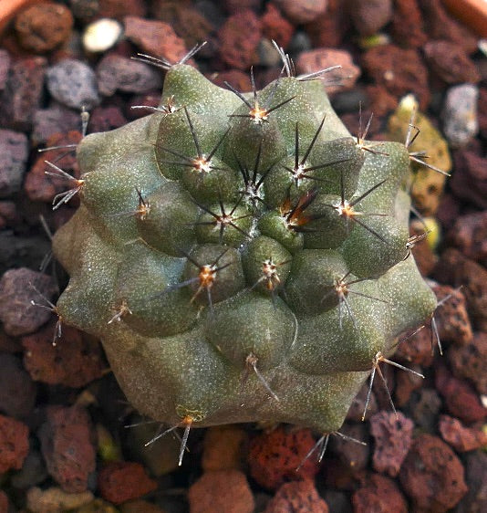 Copiapoa cinerea X atacamensis H9