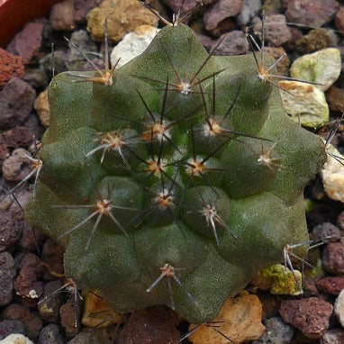 Copiapoa fiedleriana AU1