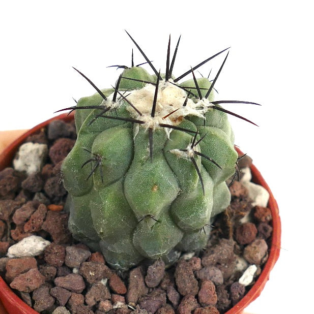 Copiapoa cinerea var. dealbata X hypogaea YELL66