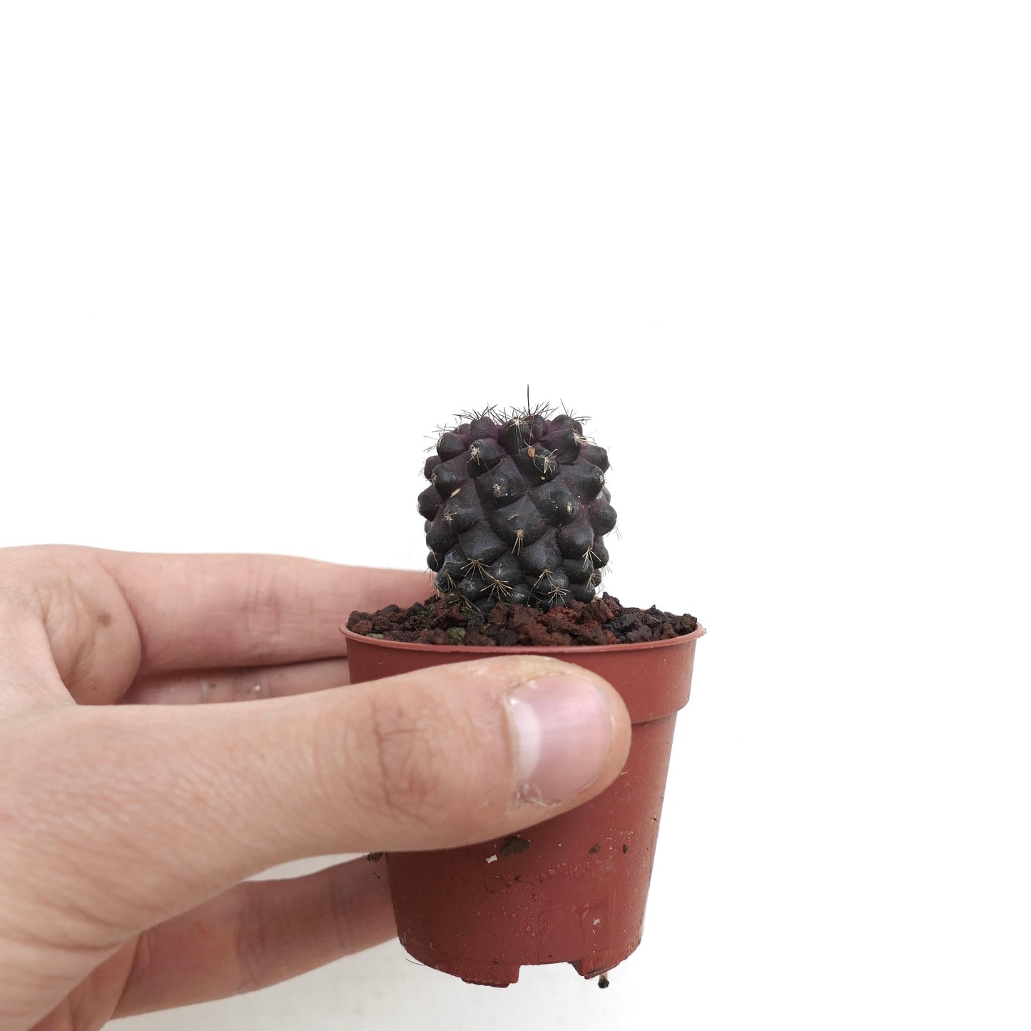 Copiapoa atacamensis X hypogaea DARK GREY 9A4