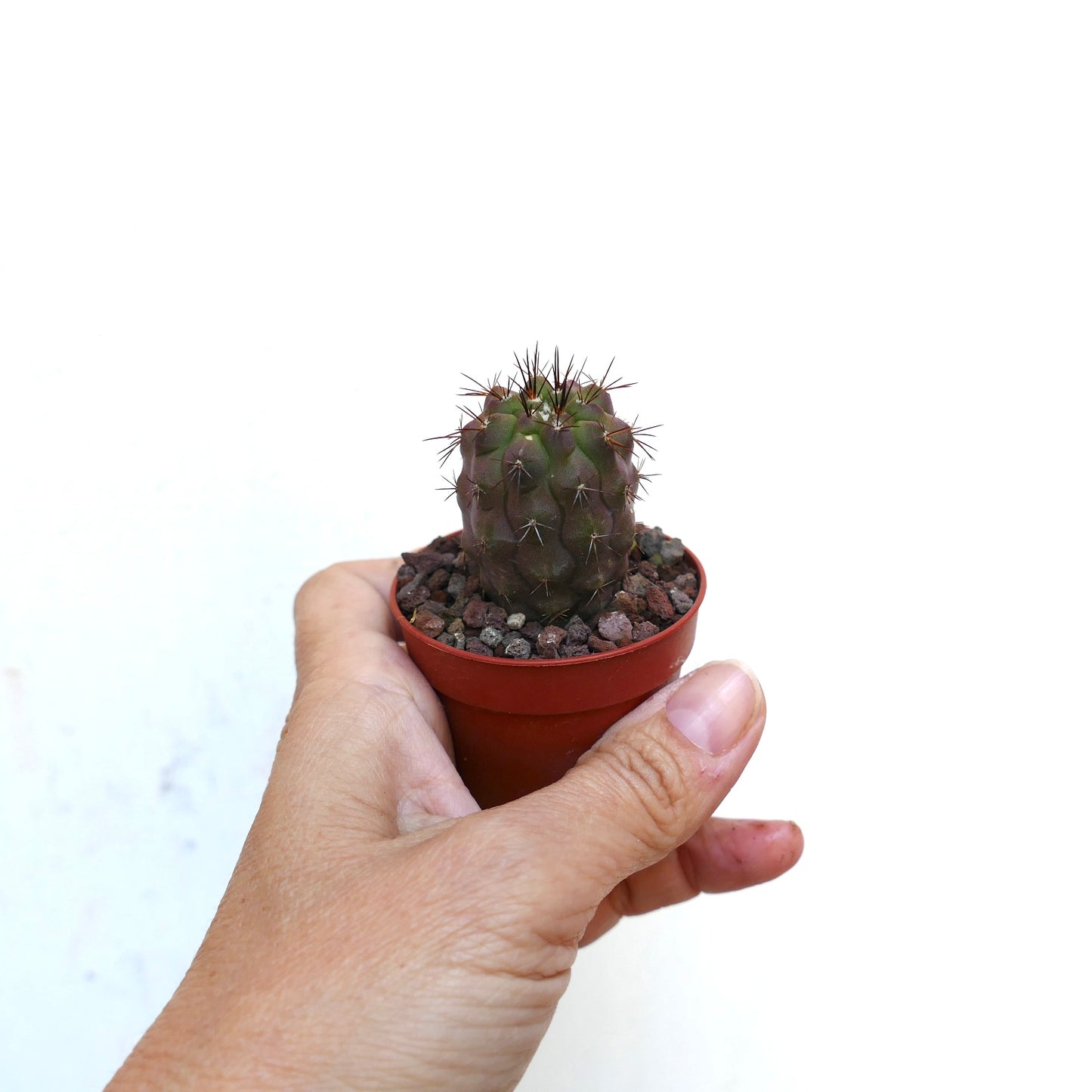 Copiapoa griseoviolacea X columna-alba GG6