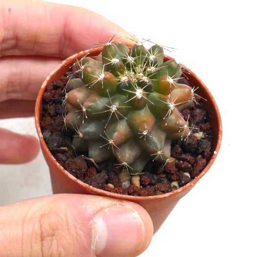 Copiapoa humilis VARIEGATED H9-PNTT