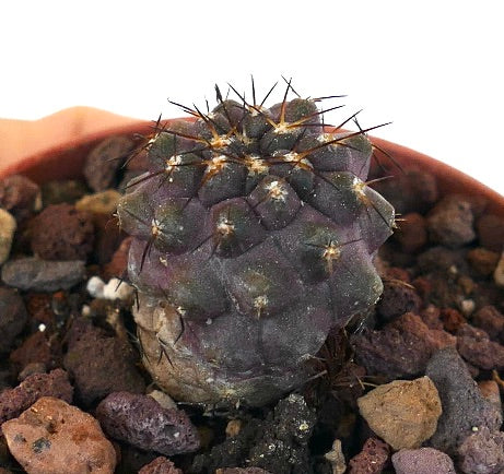 Copiapoa columna-alba X cinerea 44N4