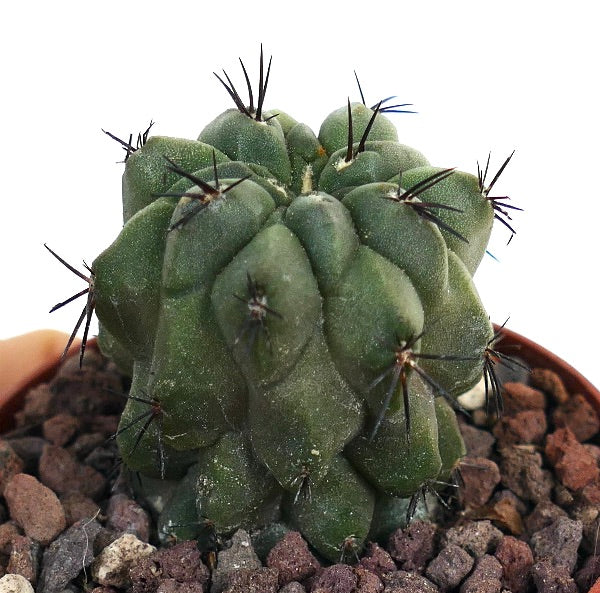 Copiapoa cinerea X hypogaea C387