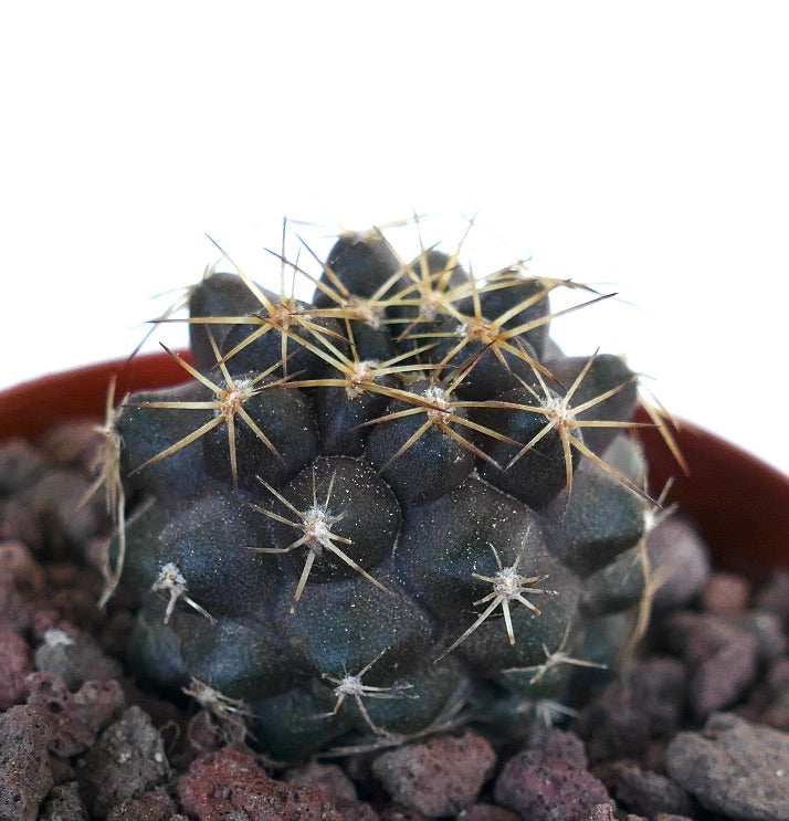 Copiapoa goldii 1AP36