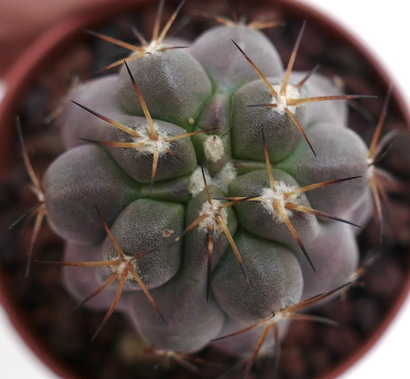 Copiapoa cinerea TALTAL x goldii JP7