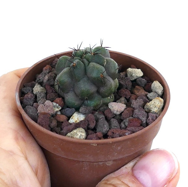 Copiapoa cinerea KIKKO x hypogea H73