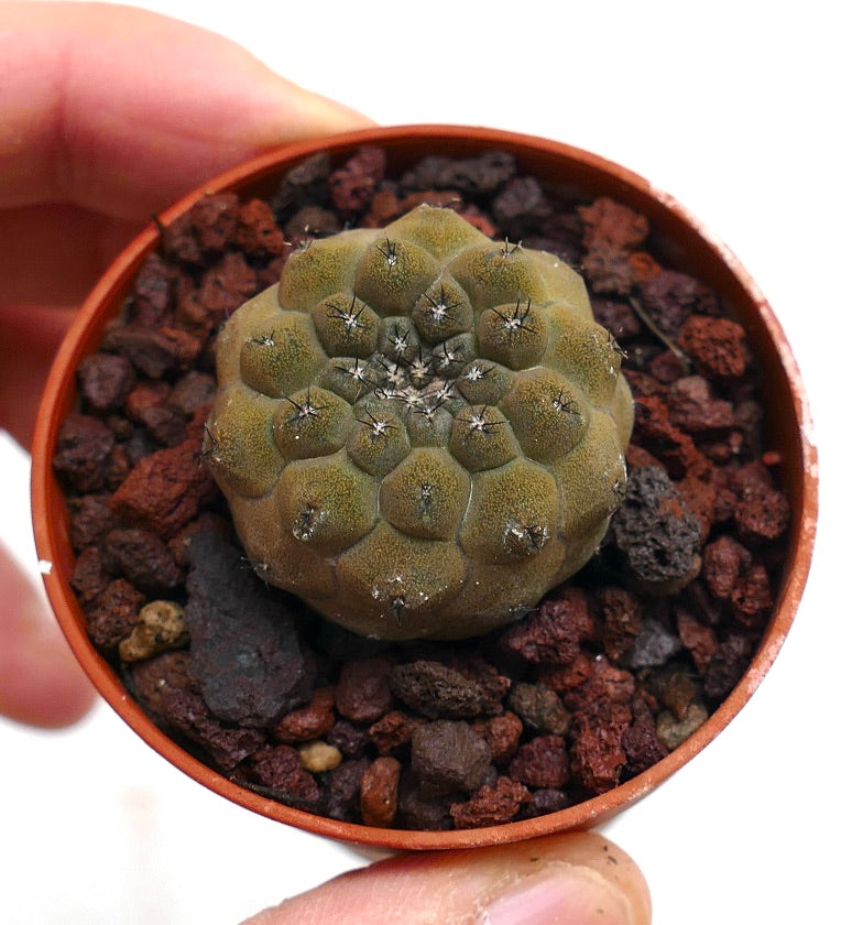 Copiapoa dealbata X cupreata 28M