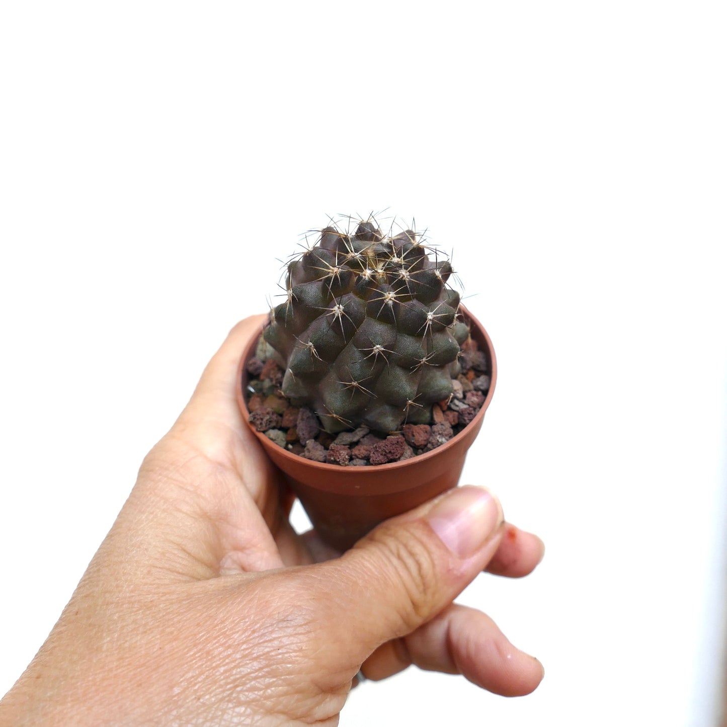 Copiapoa goldii X humilis R6