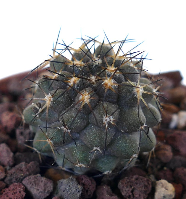 Copiapoa columna-alba X serpentisulcata N71