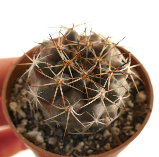 Copiapoa goldii C1