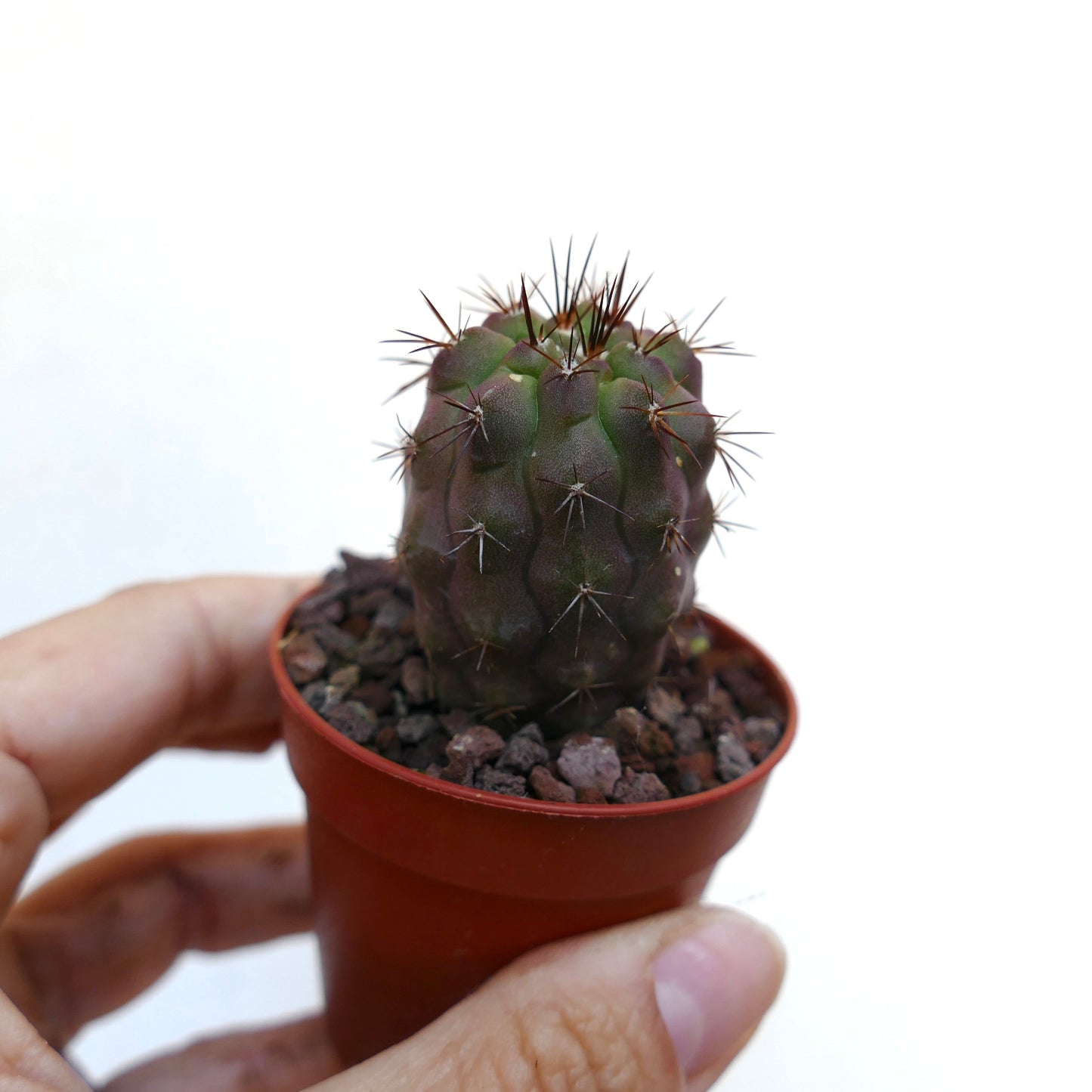 Copiapoa griseoviolacea X columna-alba GG6