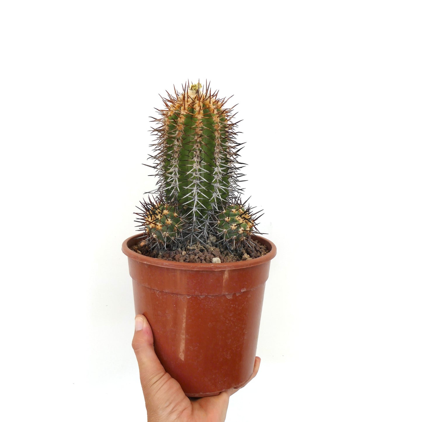 Copiapoa marginata 3 HEADS T56