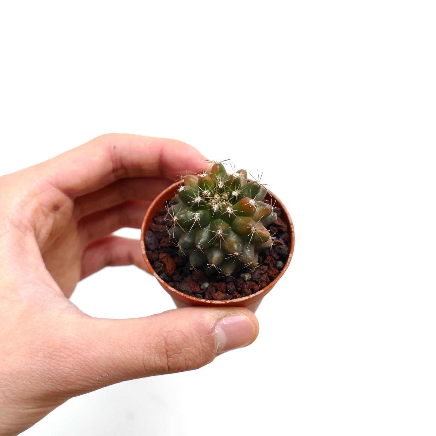 Copiapoa humilis VARIEGATED H9-PNTT