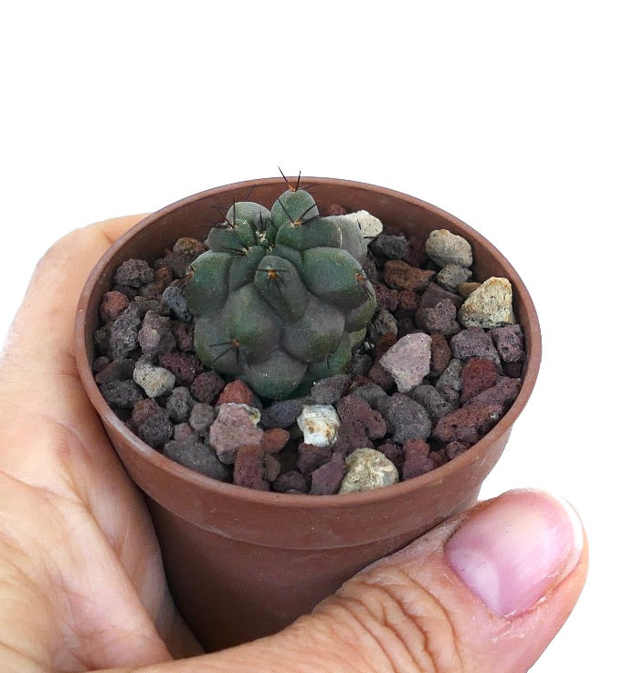 Copiapoa cinerea KIKKO x hypogea H73