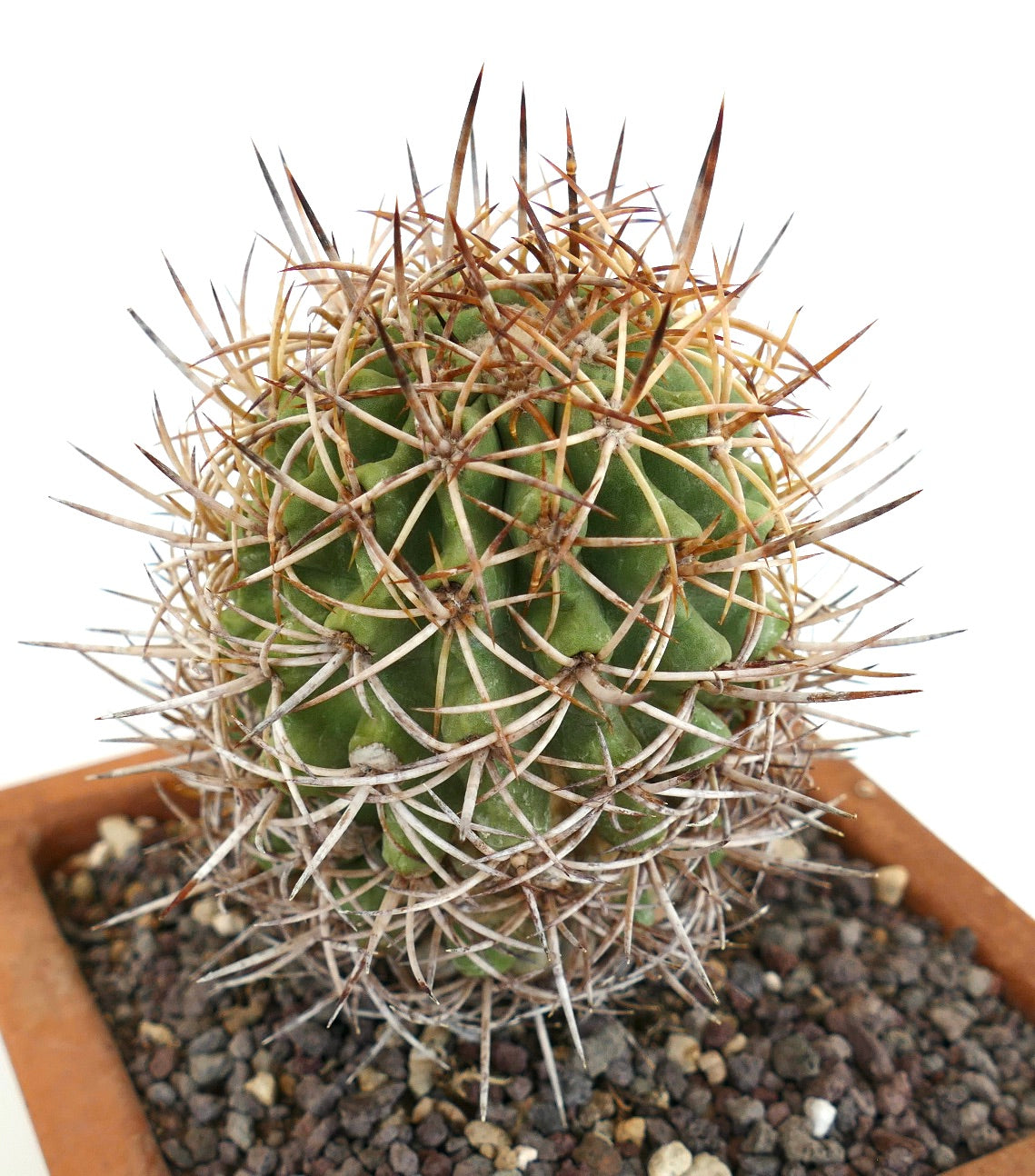 Copiapoa solaris GRAFTED CRS