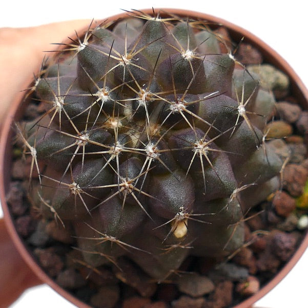 Copiapoa goldii X humilis R6