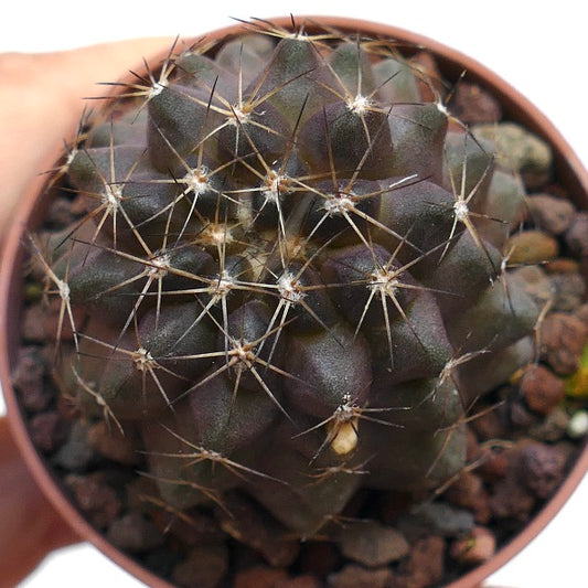 Copiapoa goldii X humilis R6