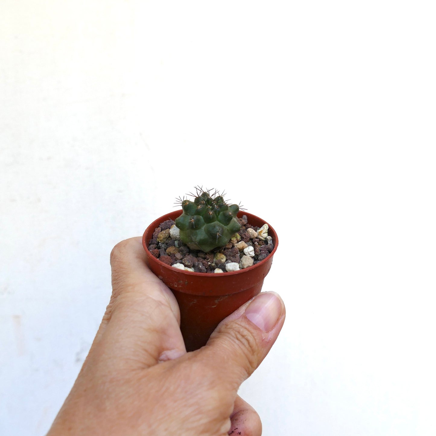 Copiapoa fiedleriana AU1