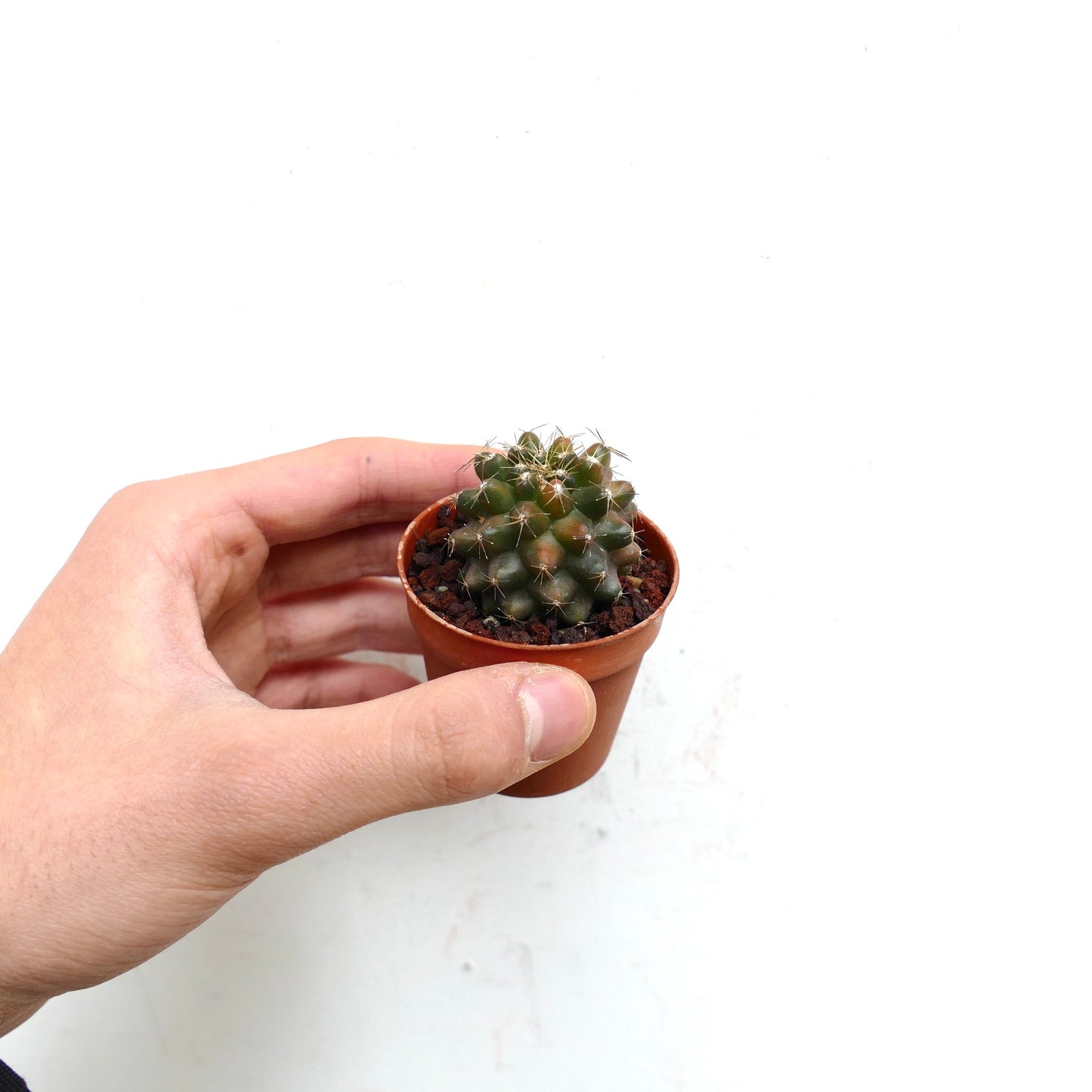 Copiapoa humilis VARIEGATED H9-PNTT